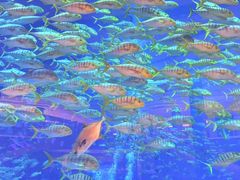 -三亚福朋喜来登酒店·大堂吧