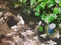 -正佳雨林生态植物园