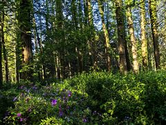 -上海共青森林公园