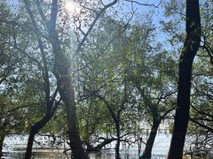 -宝安西湾红树林湿地公园