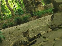 -秋霞圃