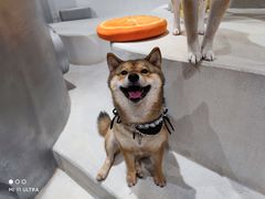 -柴务处·柴犬主题狗咖