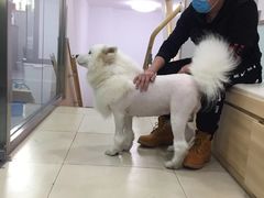 -宠福鑫康馨动物医院·骨科·眼科