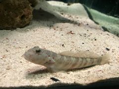 -太平洋海底世界