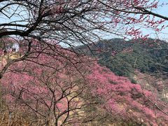-新建村梅花