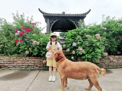-樂桃源奉贤黄桃种植采摘基地