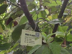 -呀路古热带植物园