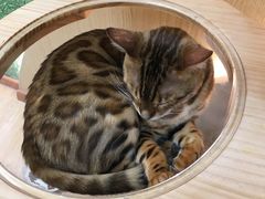 -猫和宫(六道口店)