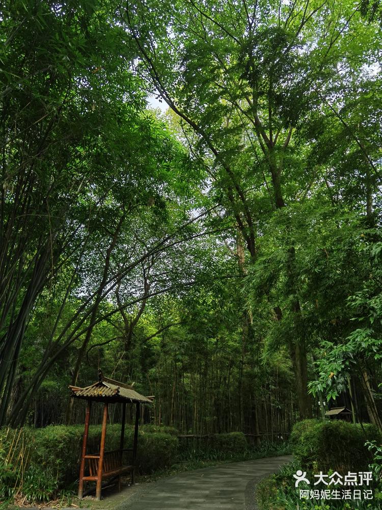 成都周边游新津斑竹林森林公园避暑圣地75