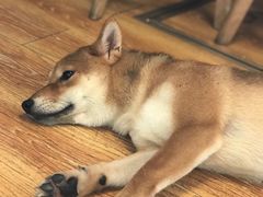 -柴犬高等学院·狗咖·柴犬售卖·宠物训练