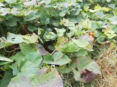 -西湖风景区-江洋畈生态公园