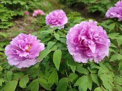 -合肥三国新城遗址公园