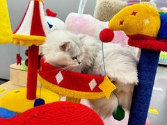 -帕帕拉兹宠物(亚洲旗舰店)