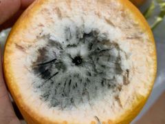 -水果天空(东葛店)