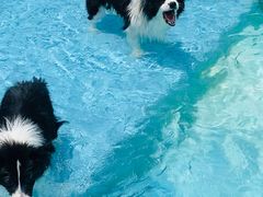 -汪说喵讲宠物乐园宠物酒店(红星美凯龙店)