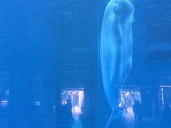 -海合安成都极地海洋公园