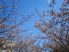 -高东镇樱花园
