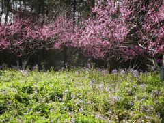 -上海海湾国家森林公园
