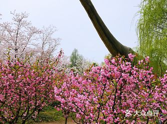 浪漫樱花季，赏樱花看活化石