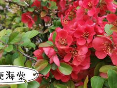 -海棠花溪(元大都城垣遗址公园)