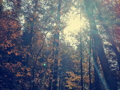 -桤木河湿地公园