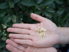 -猫咪博物馆(顶澳仔猫街店)