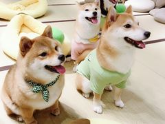-逗柴咖啡屋·狗咖猫咖宠物桌游
