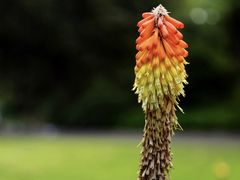-墨尔本皇家植物园