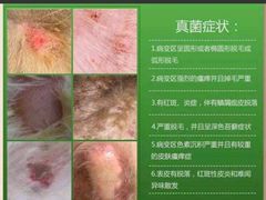 -瑞派名望志远动物医院·猫科·內科·异宠专科(直港大道店)