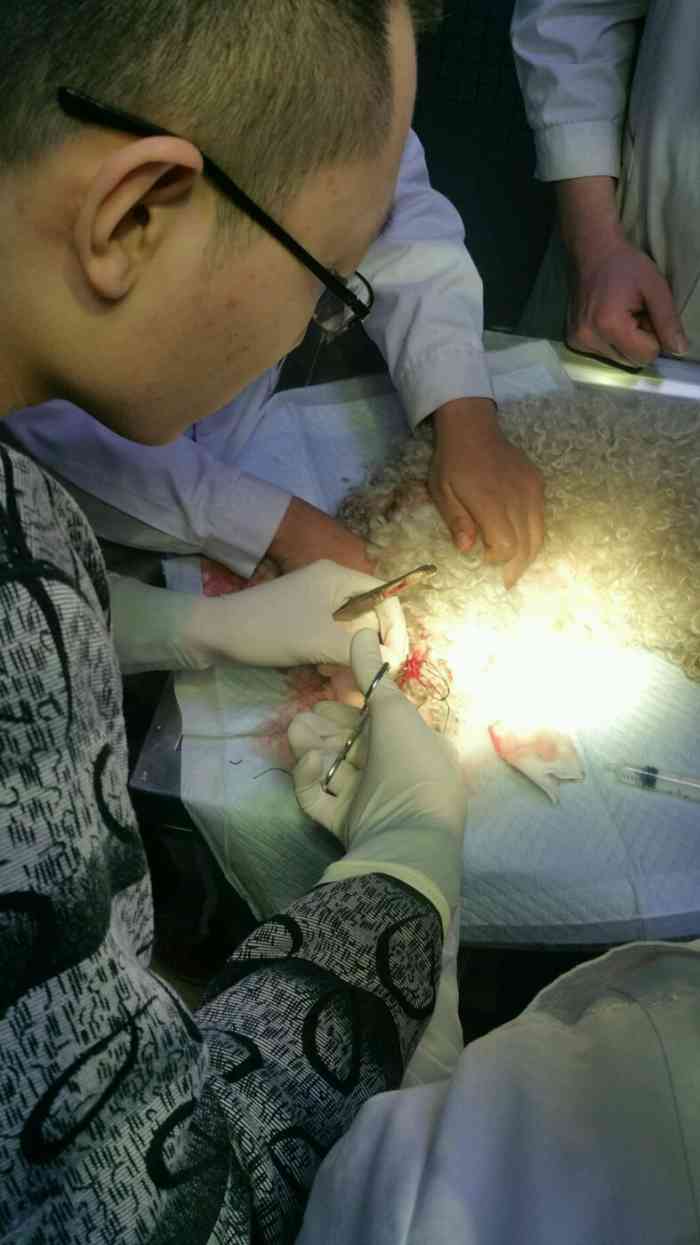 感谢博士动物医院全体员工大爱无疆,给了旺旺第二次生命!