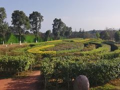 -铁山坪森林公园