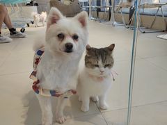 -怪兽屋·羊驼·猫咖·狗咖(俊华广场店)