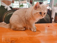 -猫小院猫主题餐厅(三里屯店)