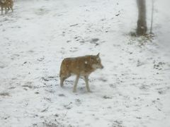 -西安秦岭野生动物园