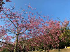 -风云岭森林公园