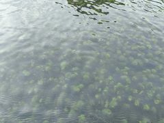 -靖西鹅泉风景区