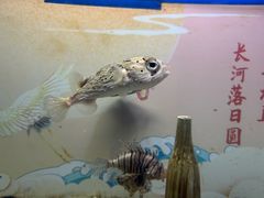 -烟台海昌鲸鲨海洋公园