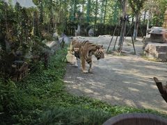 -上海野生动物园老虎餐厅