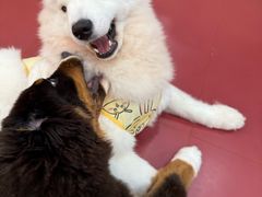 -和它·交个朋友·狗咖猫咖(爱琴海店)