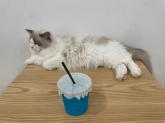 -有喵·猫咖·狗咖·30几只猫10只小狗(岗厦店)