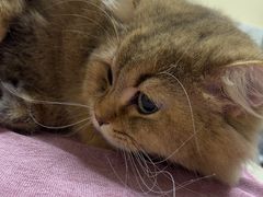 -动物缘宠物医院·骨科·猫科(西二环店)