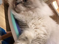 -滚猫咖啡·猫咖·猫友好撸猫(未来城店)