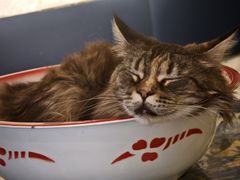 -平行世界·猫咖(首经贸店)