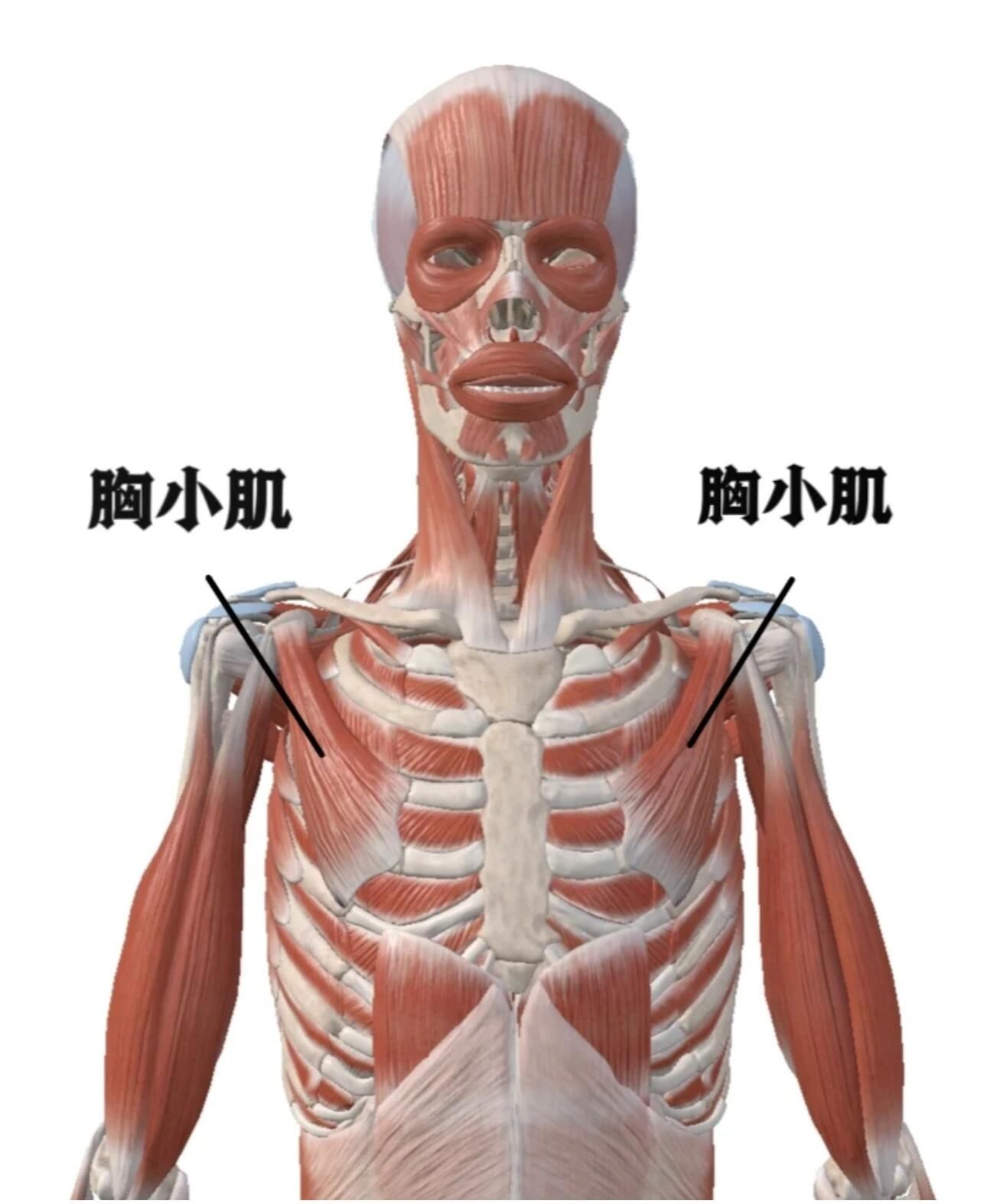 胸小肌