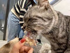 -猫儿山۰猫主题餐厅