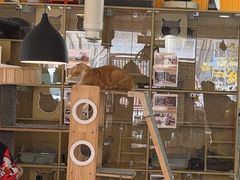 -平行世界·猫咖(首经贸店)