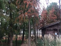 -上海长兴岛郊野公园