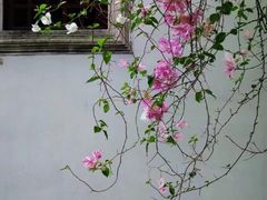 -深圳国际园林花卉博览园