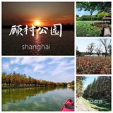 上海游攻略｜打卡本地人爱去的顾村公园⛲️