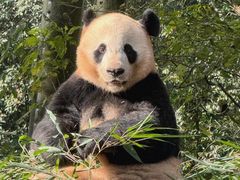 -中国大熊猫保护研究中心雅安碧峰峡基地